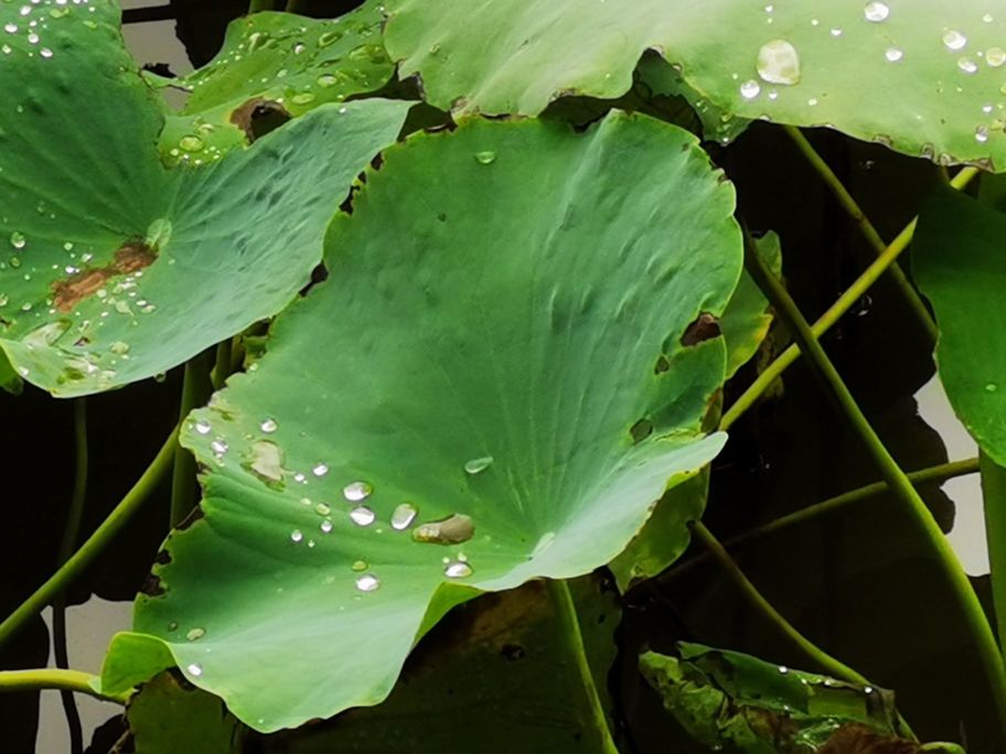 卢家大院餐厅图片