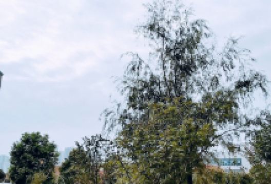 陈家湖公园景点图片