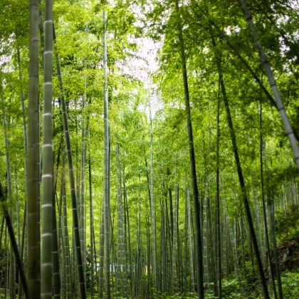 安吉+湖州5日4晚私家团