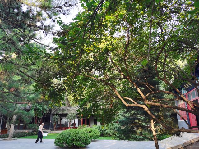碑林公园旅行图片 5