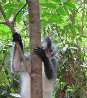 Bukit Lawang游记图文-八个不得不去苏门答腊-武吉拉旺的理由