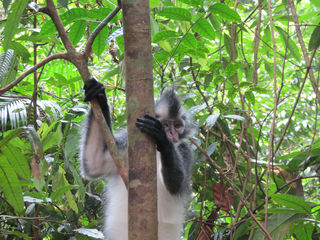 八个不得不去苏门答腊-武吉拉旺的理由