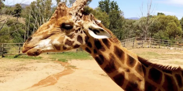 國家動物園及水族館