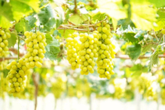 南雄游记图片] 吃到堪称葡萄界的“爱马仕”的黄金香印葡萄，简直甜到心坎里去了