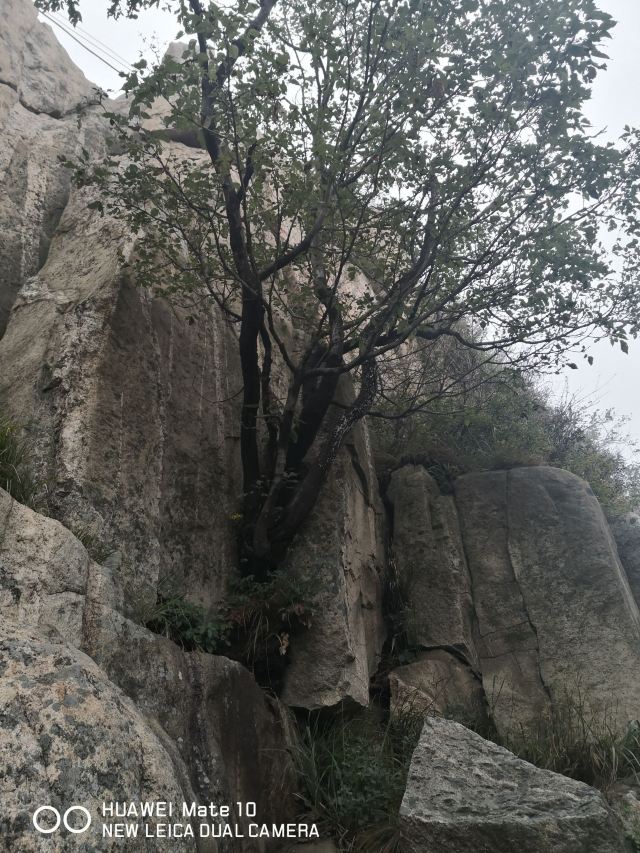 天下泰山邮局-天外村厅旅行图片 3