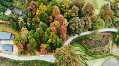 开阳游记图片] 乡游黔中·开阳县 田坎村丨人间万事消磨季，又到一年煮茶时