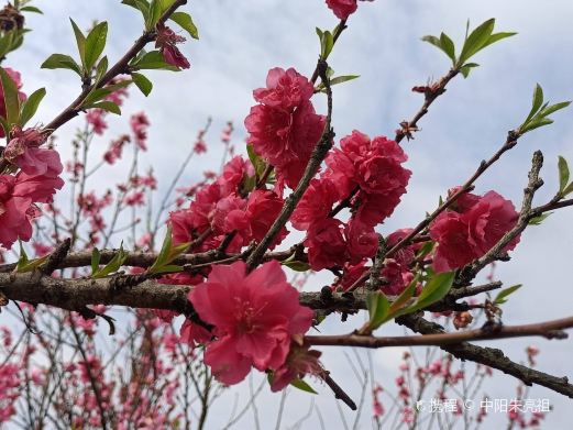 仙庾岭桃花岛