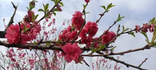 3-Day Zhuzhou Tour: Yan Emperor's cultural heritage, Xianyuling Peach Bloom Island's charm