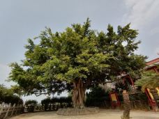 金台寺-珠海-大松树叶子