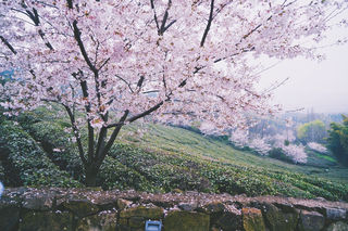 江苏溧阳，邂逅醉美的春天