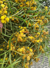 合浦游记图片] 谁知道这是什么花吗？满树花开，开在合浦星岛湖边