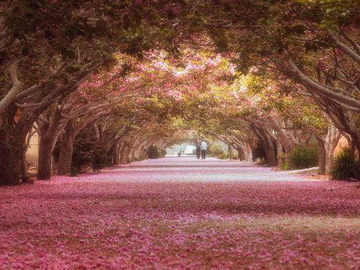 莱阳濯村樱花园