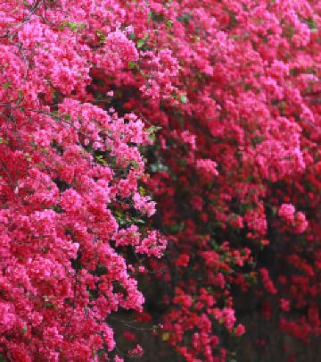 腾冲主城区游记图文-还不进来一键get「秋色必拍清单」！