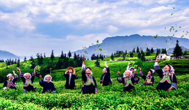 普安游记图文-乡游黔中·普安县 斗弹达吟社区丨布依春意，尽在一壶明前茶香