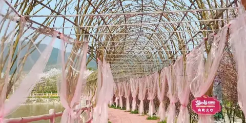 墊江牡丹櫻花世界