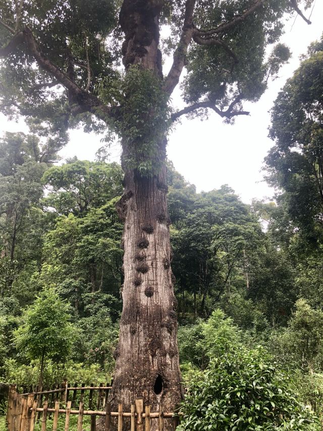 景迈千年万亩古茶园旅行图片 1
