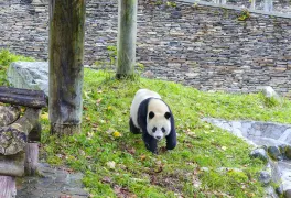 2-Day Ya'an Tour: Mengding Mountain's Natural Beauty, Rare Wildlife at Giant Panda National Park