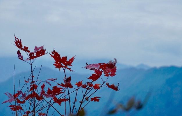 川西红枫岭旅行图片 2