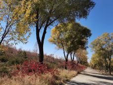 敕勒川草原-呼和浩特-午后的猫999