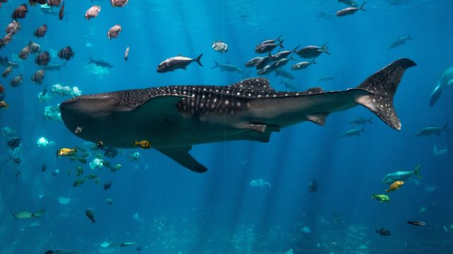 10-Day Washington D.C. Family-Friendly Tour ·Hershey, Pittsburgh, Cincinnati, Nashville, Memphis, New Orleans | 2 Nights in New Orleans