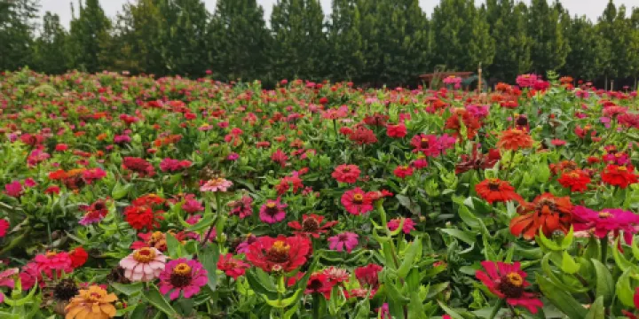 東明黃河森林公園