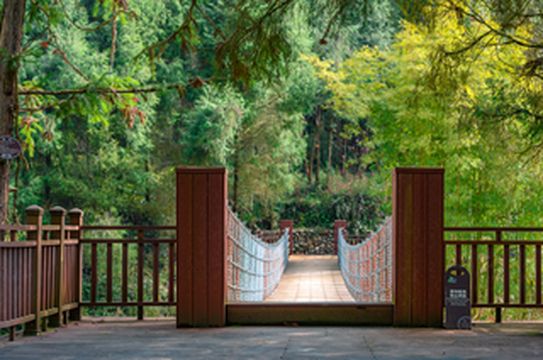 春光照耀！我奔赴巴山大峡谷看春季花开似海