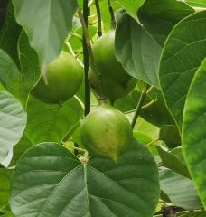 金龙长城-成都-YoYo_5N5M4X8E