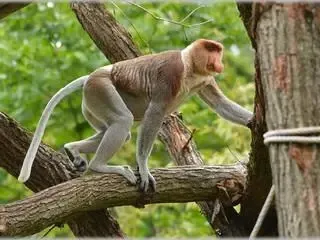 拉卜灣長鼻猴保護區