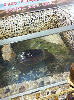 上海大自然野生昆虫馆，看昆虫和两栖爬行动物（上）