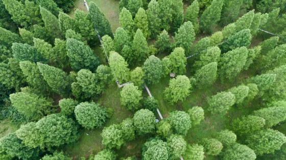 中國水杉植物園