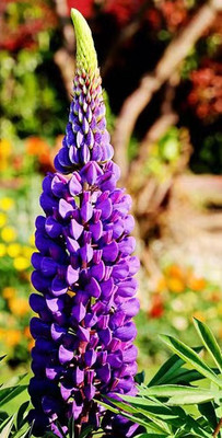 互助县 | 鲁冰花，你可曾真的了解“她”