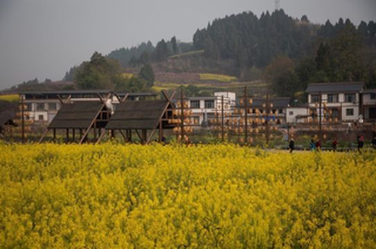 在大英沉浸式体验古韵花海