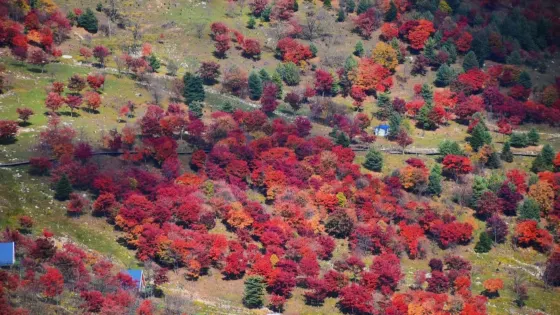 四方山楓葉谷