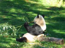 国家动物园-华盛顿