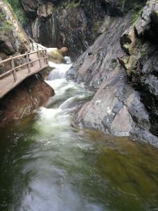 小沟背风景区-济源-大松树叶子