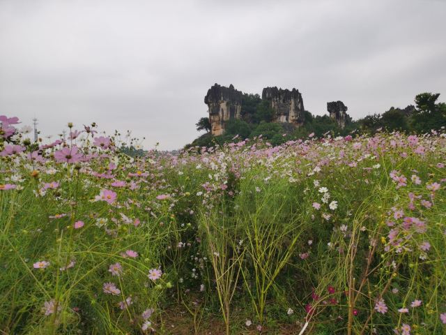 乃古石林风景区旅行图片 12