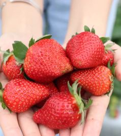三水区游记图文-出发！花海免费赏、摘草莓有福利…珠三角最美春天就藏在三水