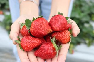 出发!花海免费赏、摘草莓有福利…珠三角最美春天就藏在三水