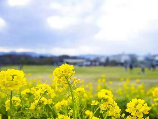 高邮·湖上花海