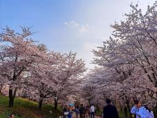 贵安樱花园-安顺-语曦xi🐲