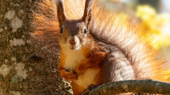 五龍山野生動物王國
