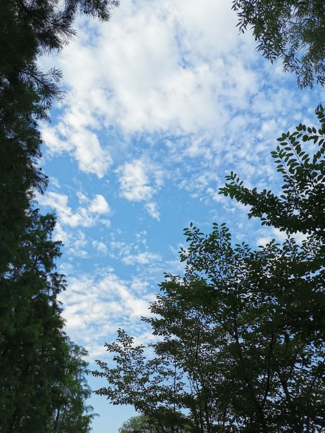 金桥公园旅行图片 12