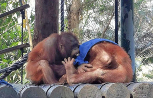 广州长隆度假区游记图文-一文带你逛遍广州长隆野生动物世界