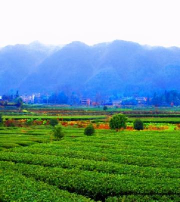 凤冈游记图文-贵州旅游：两次茶海天堂凤冈行（图）