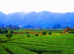 贵州游记图片] 贵州旅游：两次茶海天堂凤冈行（图）