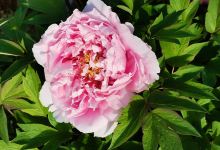 牡丹园景点图片