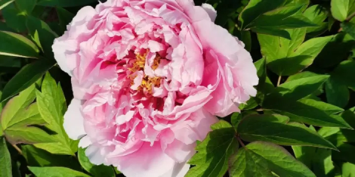 花港觀魚-牡丹園