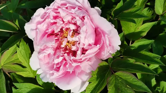 花港觀魚-牡丹園