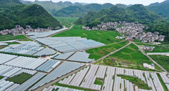 安龙游记图片] 乡游黔中·安龙县 者跃村 | 葡萄香满村，这个秋天有点甜
