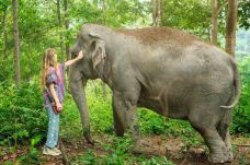 清迈大象丛林保护区-清迈